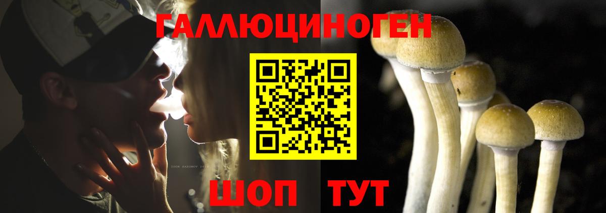 Псилоцибиновые грибы Psilocybine cubensis Дятьково